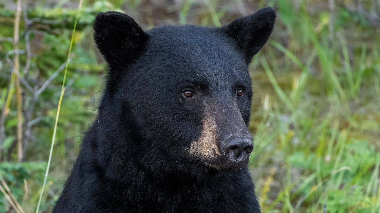 A black bear.