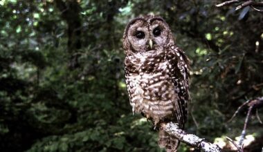 Hope remains for owl species despite no known wild population left in B.C., conservationist says