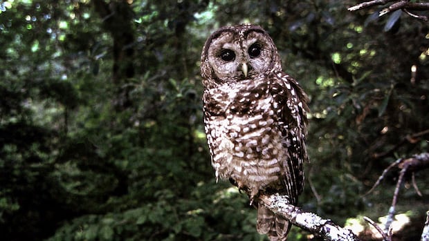 Hope remains for owl species despite no known wild population left in B.C., conservationist says