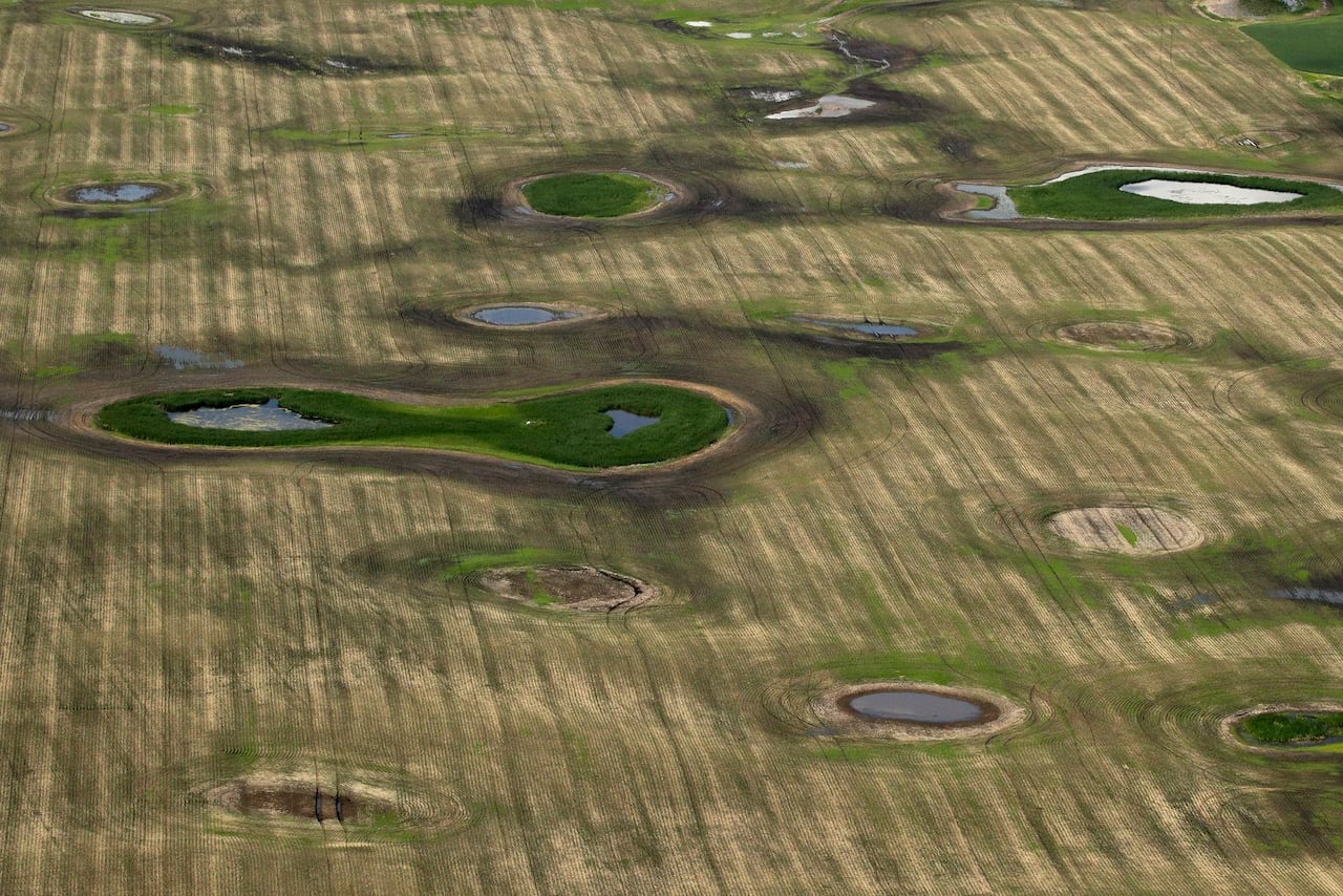 Small pockets of wetland scattered across the prairie.