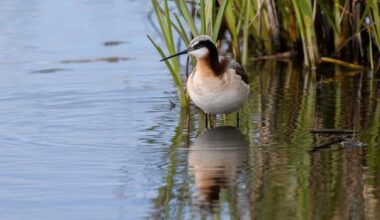Alberta's new wetland drainage rules lead to concern from conservationists, praise from producers