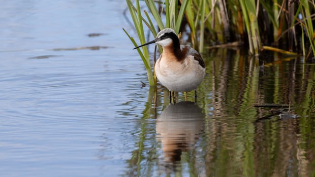 Alberta's new wetland drainage rules lead to concern from conservationists, praise from producers