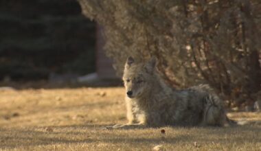 P.E.I. woman raises alarm after repeated close encounters with coyotes
