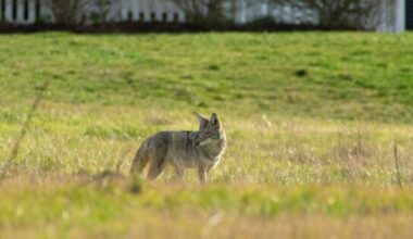 Public information session focused on coyotes planned in Whitby this month
