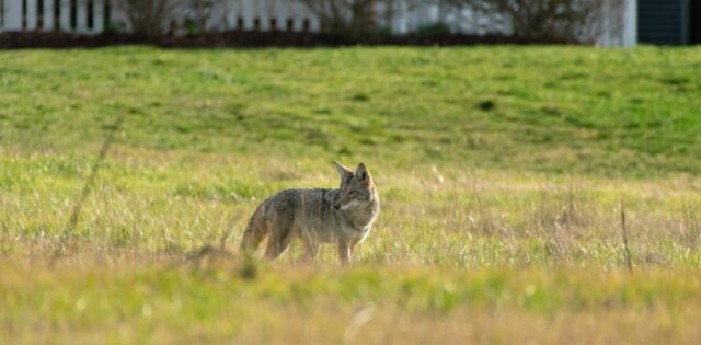 Public information session focused on coyotes planned in Whitby this month