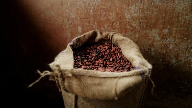 Chocolate faces more climate shocks as study highlights risk of extreme rainfall