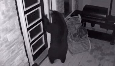 Bear with us: Sightings in Pasadena have officials keeping their eyes open
