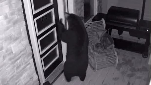 Bear with us: Sightings in Pasadena have officials keeping their eyes open