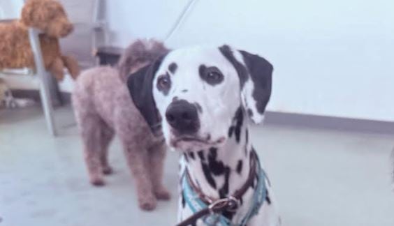A dalmatian.