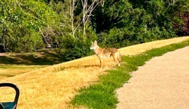 Coyote vs. Cathedral: Regina residents worried about wildlife in neighbourhood