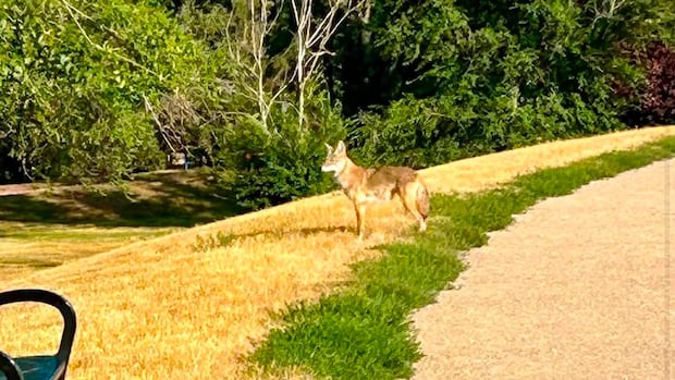 Coyote vs. Cathedral: Regina residents worried about wildlife in neighbourhood