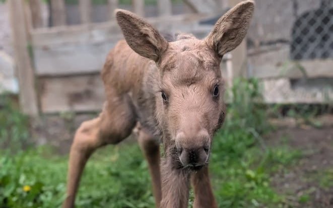 A young moose is pictured standing on green grass.