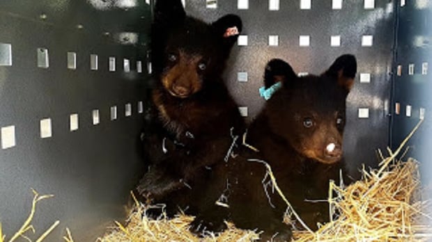 B.C. wildlife rescue says the province is blocking it from saving animals