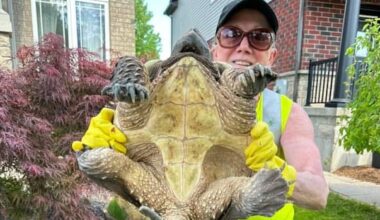 Turtle hotline launches in Wellington County, responding to 'big need'