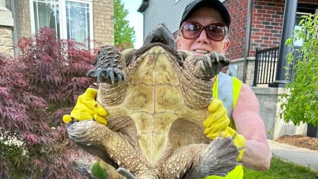 Turtle hotline launches in Wellington County, responding to 'big need'