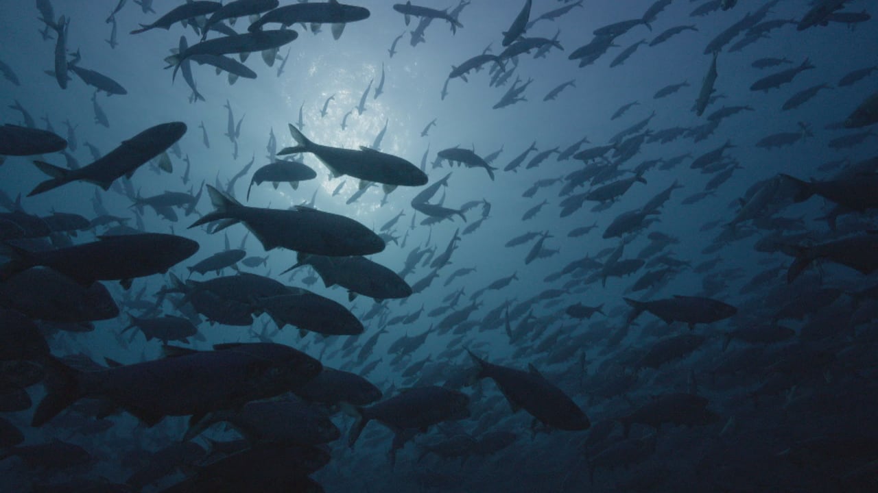 An underwater image of hundreds of shining shad against the deep blue of Lake Huron