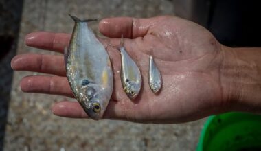 Millions of fish tested Canada's largest nuclear plant. The incident points to a growing climate risk