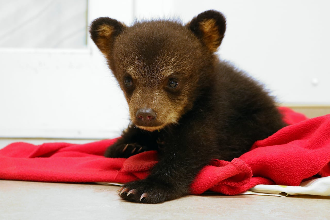 A baby brown bear cub is seen on a red blanket