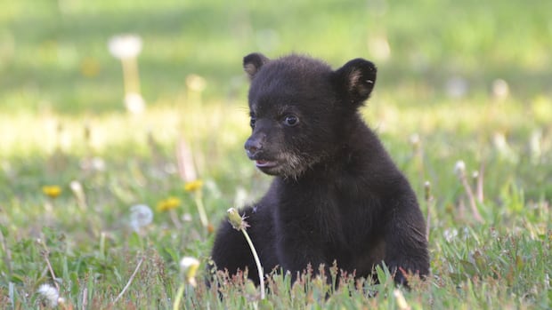Rehab centre for bear cubs delayed while non-profit awaits government approval