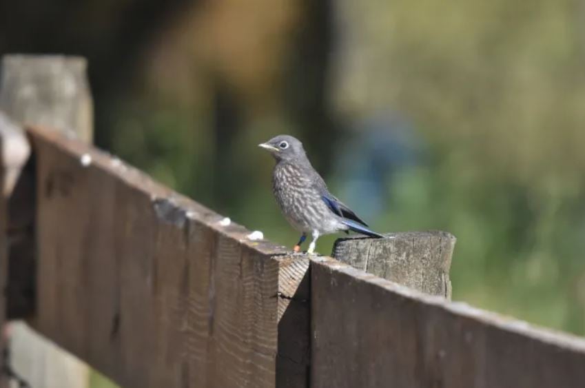 A juvenile western bluebird on a fence.