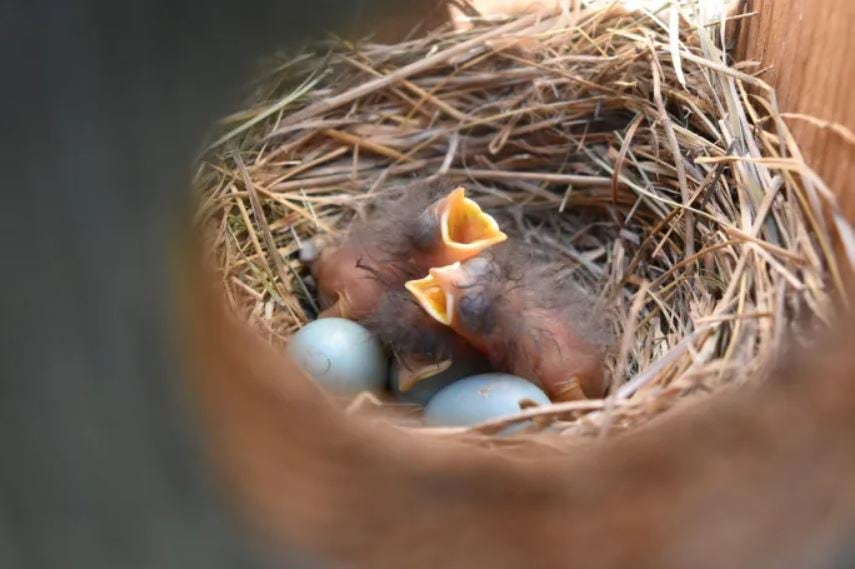 A nest with bluebird chicks and two eggs.