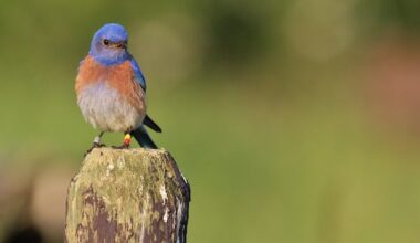 Once declared locally extinct, Vancouver Island's western bluebirds are making a comeback