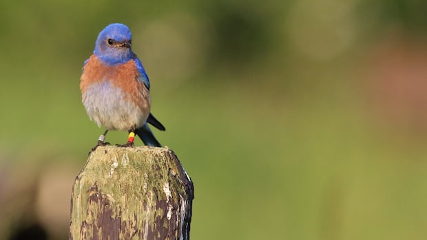 Once declared locally extinct, Vancouver Island's western bluebirds are making a comeback