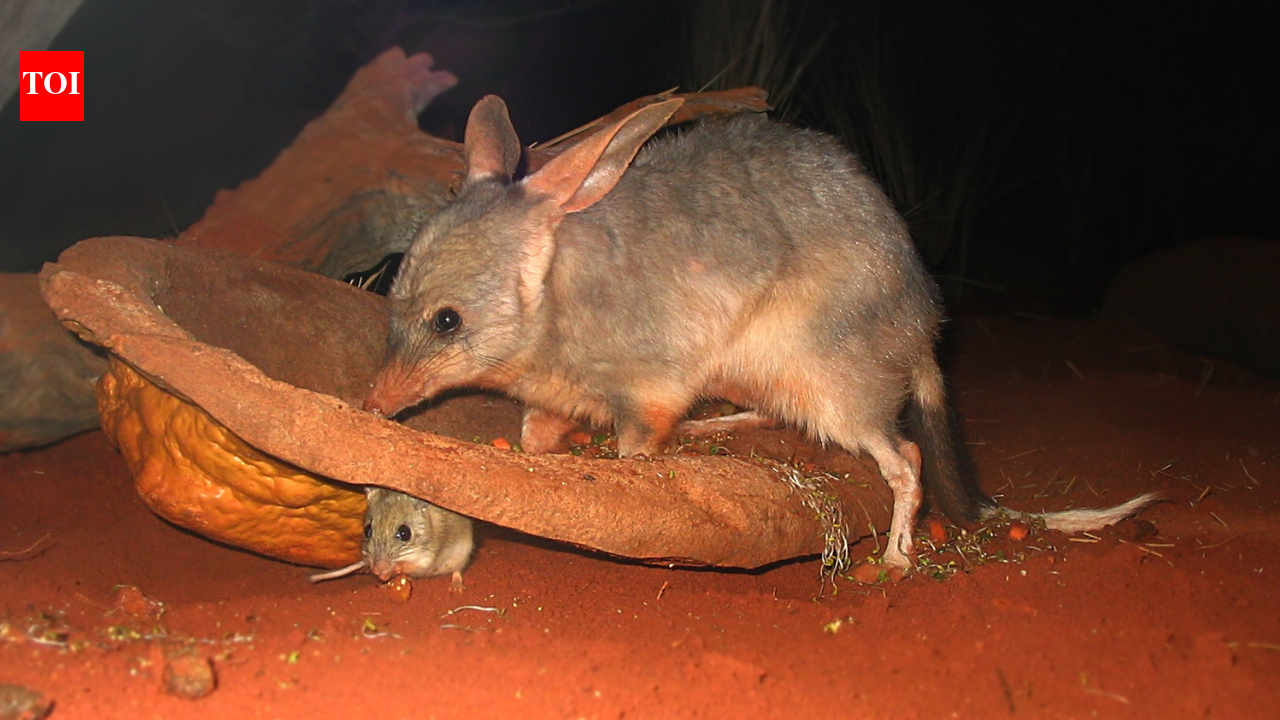 In 1997, scientists released captive-bred bilbies on an Australian island; 10 years later, they had occupied the entire island﻿ | World News