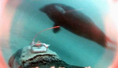 DFO gets a seal’s-eye view with digital cameras to track behaviour