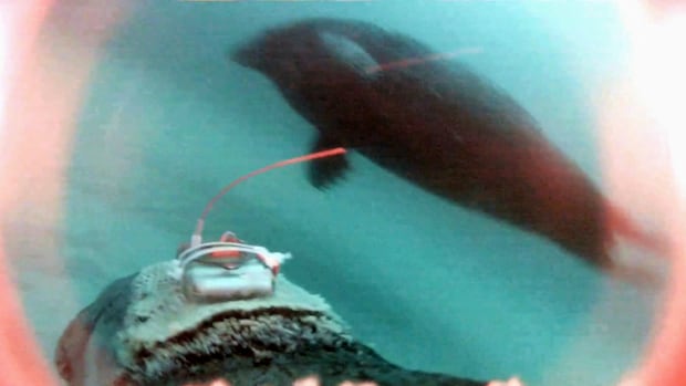 DFO gets a seal’s-eye view with digital cameras to track behaviour