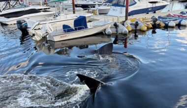‘Holy moly!’: Rare shark visit to Bedford Basin inspires shock and awe
