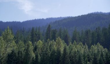 The province is proposing a ‘working forest’ model — but what does that mean?