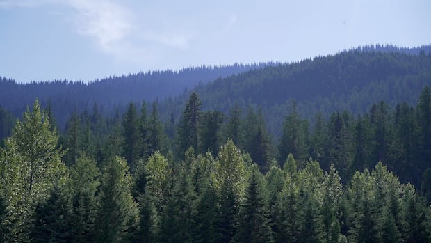 The province is proposing a ‘working forest’ model — but what does that mean?