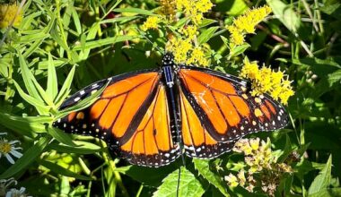 New Bluetooth tags let anyone track monarch butterfly migration in real time