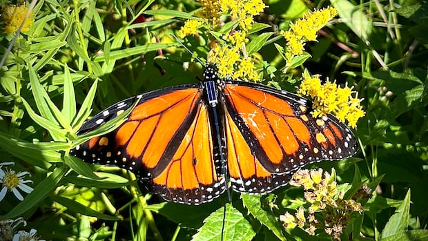 New Bluetooth tags let anyone track monarch butterfly migration in real time