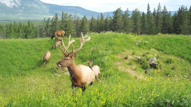 Huge wildlife corridor project is 1st Canadian finalist for Earthshot Prize