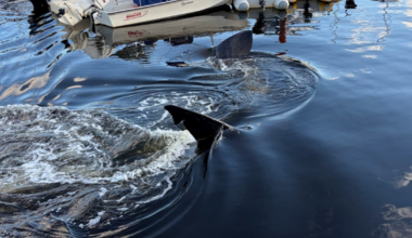 Shark sighting in Bedford, N.S.