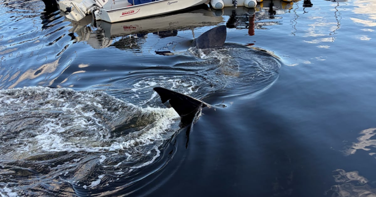 Shark sighting in Bedford, N.S.
