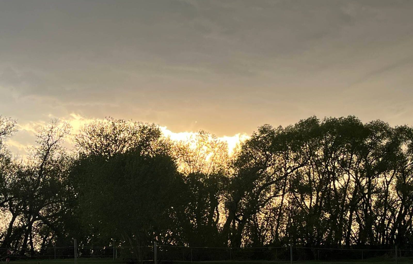 Who will vote for trees? – Winnipeg Free Press