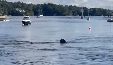 Massive, harmless shark spotted near boats in Halifax harbour – Winnipeg Free Press