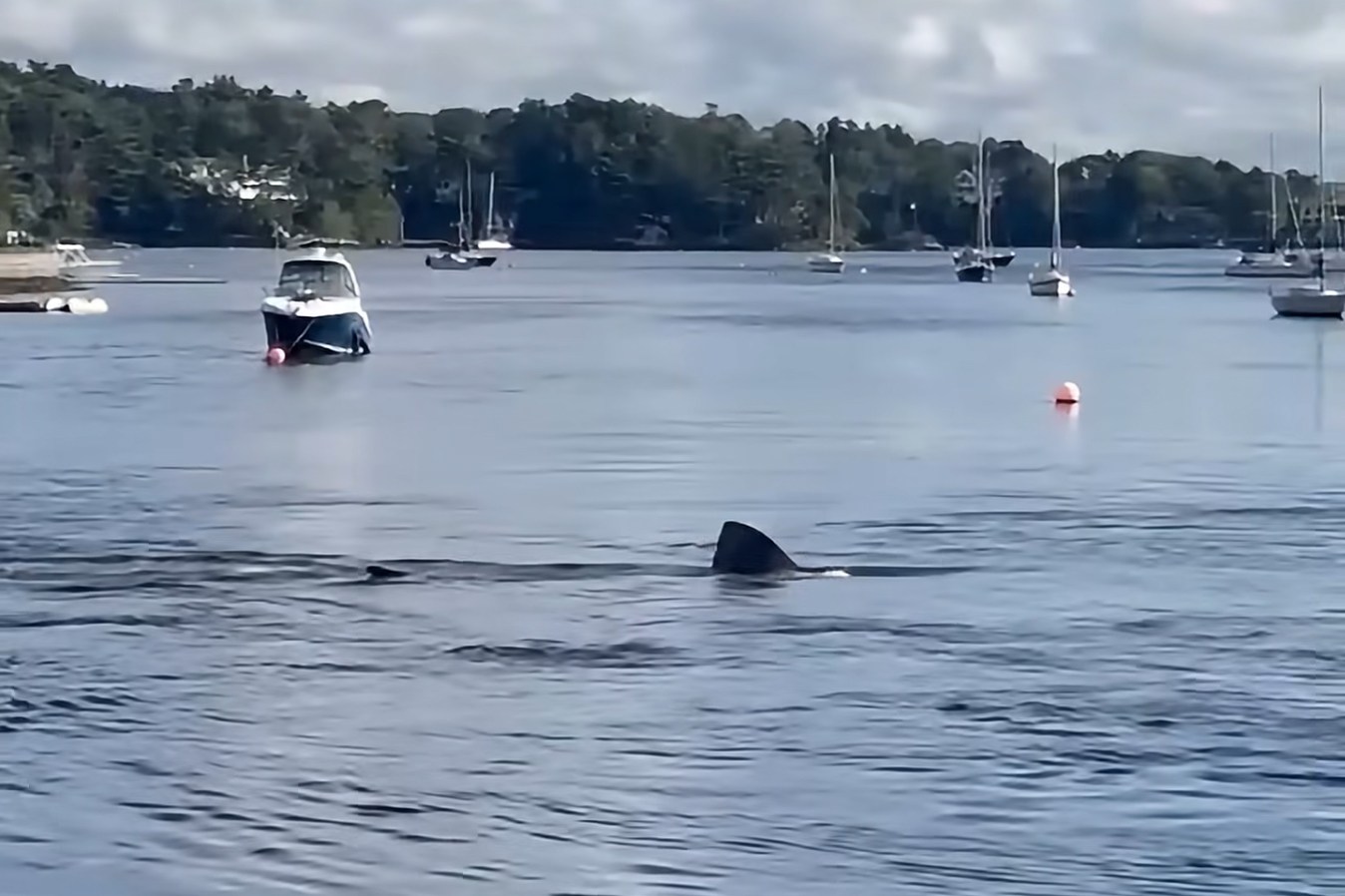 Massive, harmless shark spotted near boats in Halifax harbour – Winnipeg Free Press