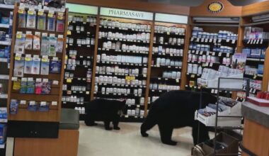 Bear killed by authorities after wandering through pharmacy with cub in Hope
