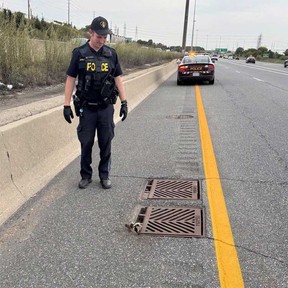 An OPP officer is pictured at the scene, ready to help a raccoon trapped inside a sewage grate in Burlington.
