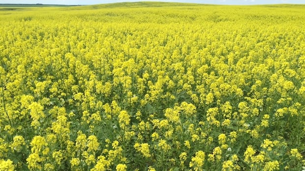 Canada leaving billions on the table by not processing more crops at home, new agri-food study says