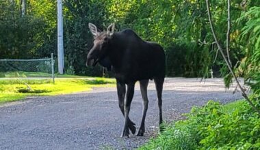 'Stressed' cow moose, calf reunited after wild local adventure