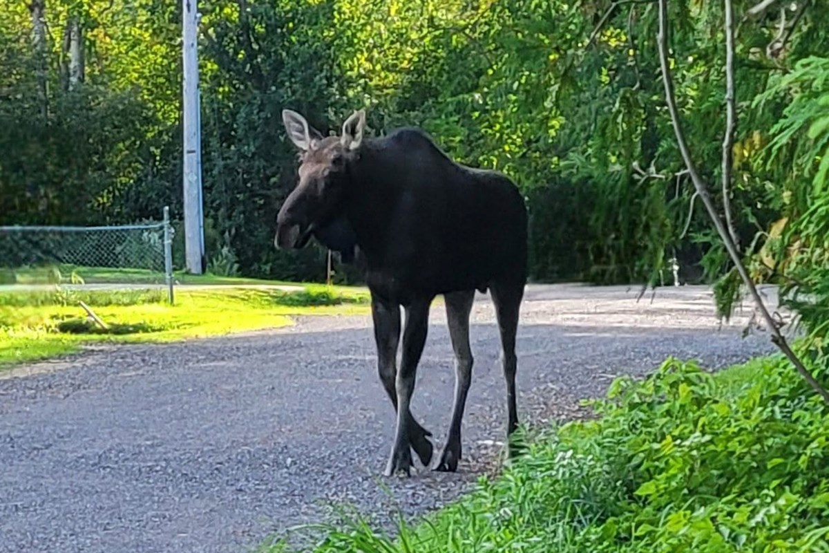 'Stressed' cow moose, calf reunited after wild local adventure