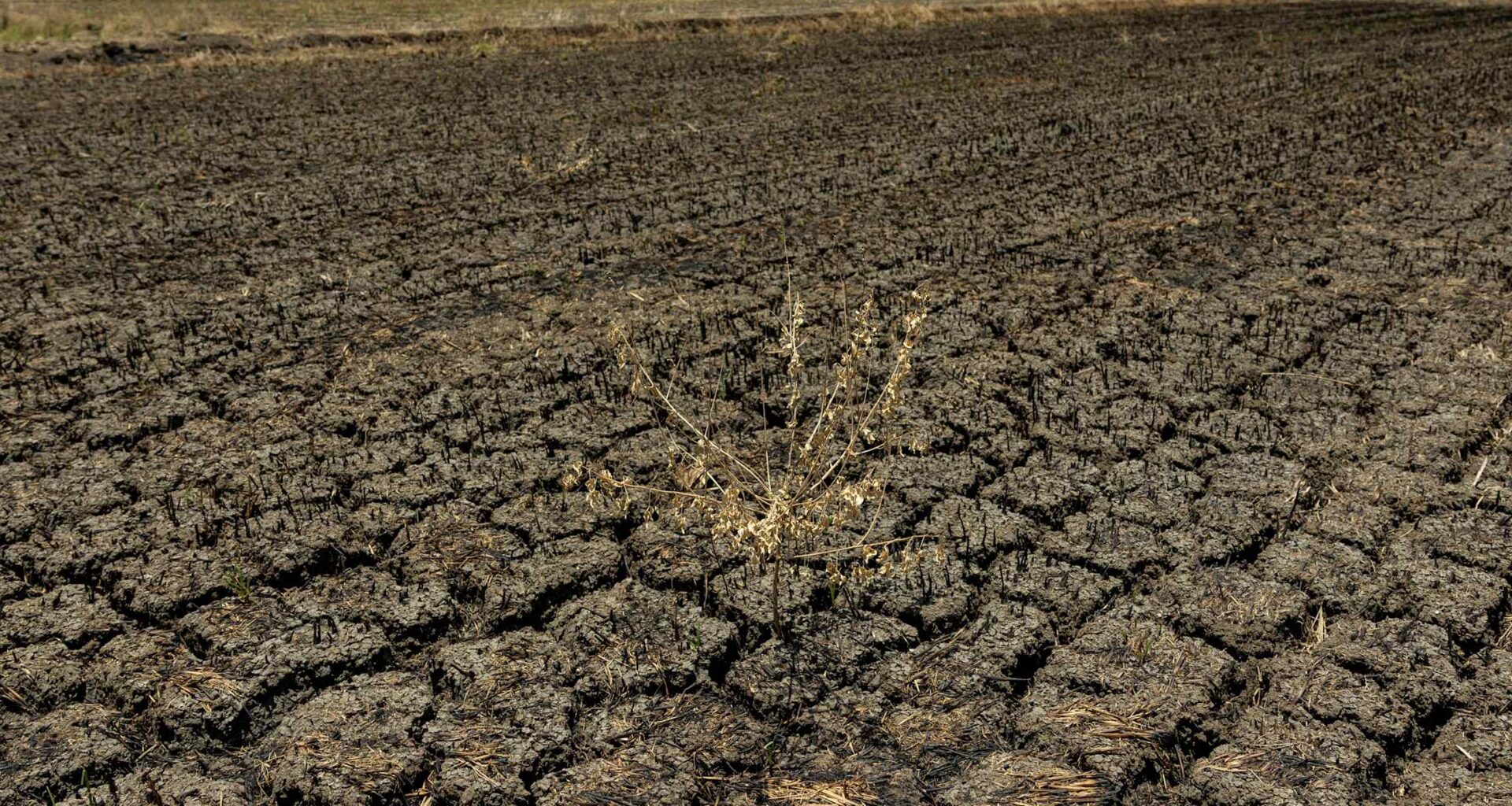 El Nino, AI to widen economic growth gap in developing Asia: ADB