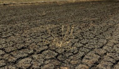 El Nino, AI to widen economic growth gap in developing Asia: ADB