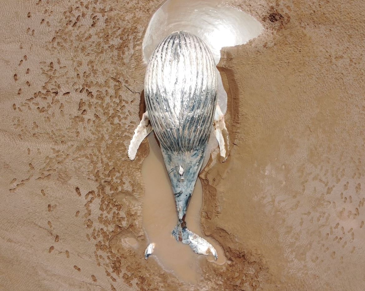 A dead whale belly up in mud.