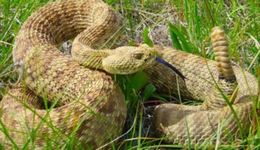With continued warm weather, beware of rattlesnakes, warns City of Lethbridge